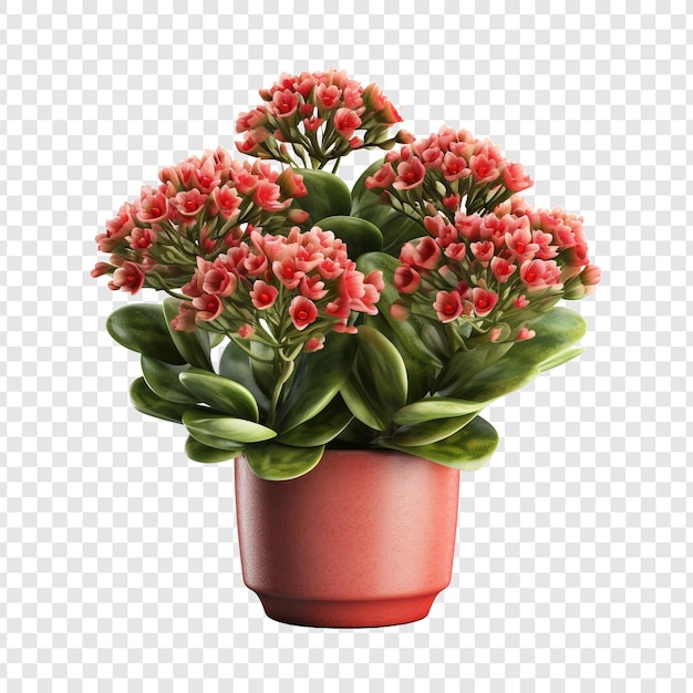 Kostenlose PSD eine kalanchoe lariniata in einem topf ist eine schöne dekorative pflanze im garten, die auf einem transparenten hintergrund isoliert ist