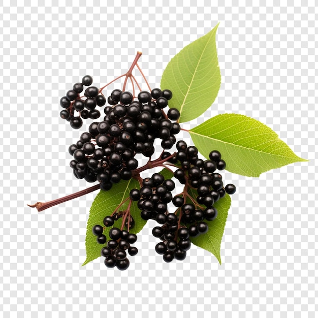 Elderberry-früchte, isoliert auf durchsichtigem hintergrund