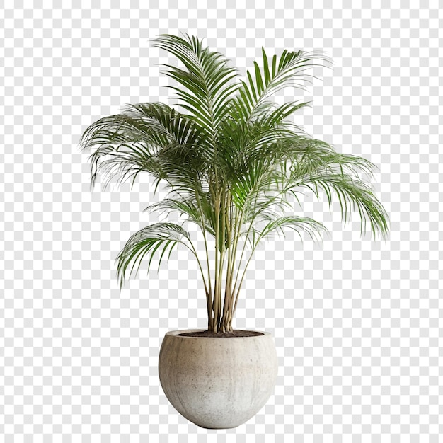 Elegante Innenpalme in einem modernen Topf