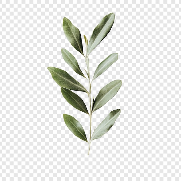 Eleganter Olivenzweig Natur Gelassenheit