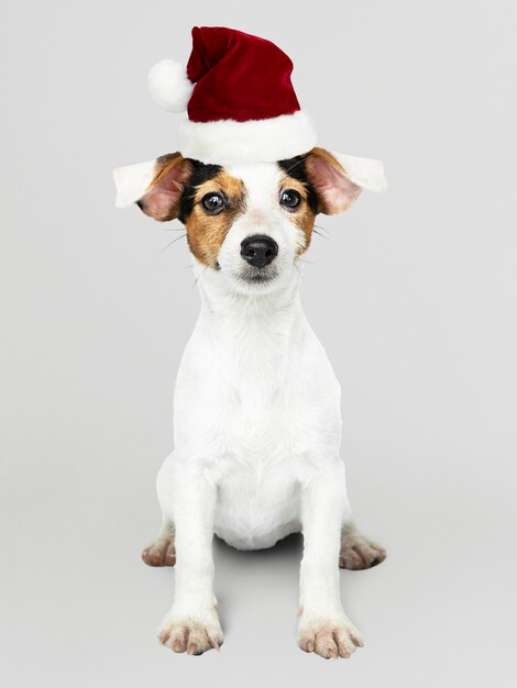 Entzückender Jack Russell Retriever-Welpe, der einen Weihnachtshut trägt