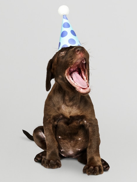 Entzückender Labrador retriever-Welpe, der einen Partyhut trägt