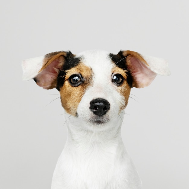 Entzückendes Jack Russell Retriever-Welpenportrait