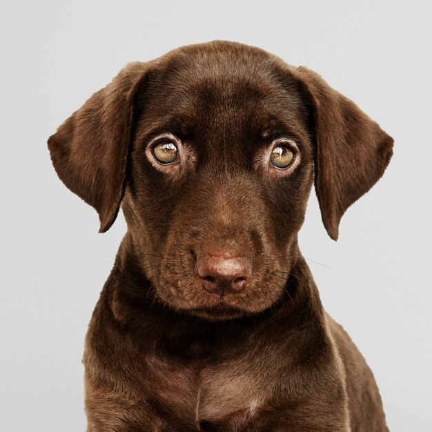 Entzückendes Schokoladenlabrador-Retrieverportrait