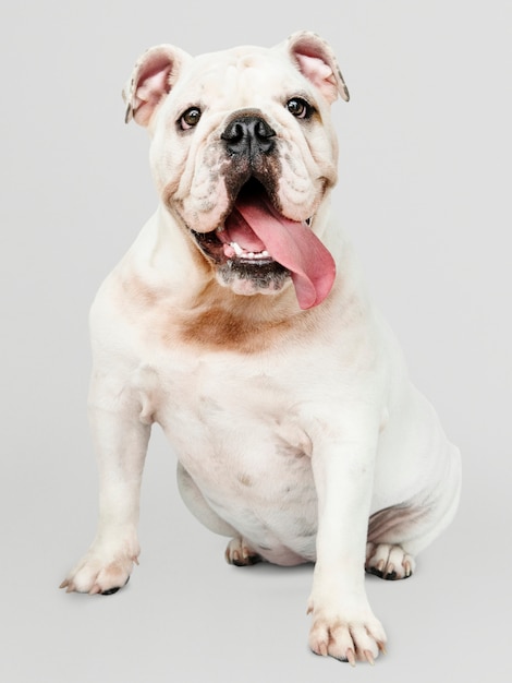 Entzückendes weißes Bulldoggenwelpenportrait