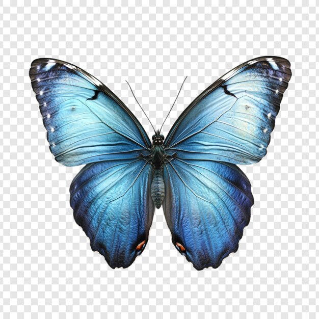 Erstaunlicher Morpho-Schmetterling Blauer Flügel Natur Jewel