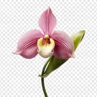 Kostenlose PSD frauenschuh-orchideenblume isoliert auf transparentem hintergrund
