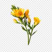 Kostenlose PSD freesia-blume png isoliert auf transparentem hintergrund