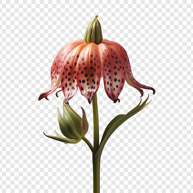 Kostenlose PSD fritillaria-blume isoliert auf transparentem hintergrund