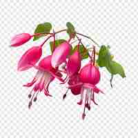 Kostenlose PSD fuchsia-blume isoliert auf transparentem hintergrund