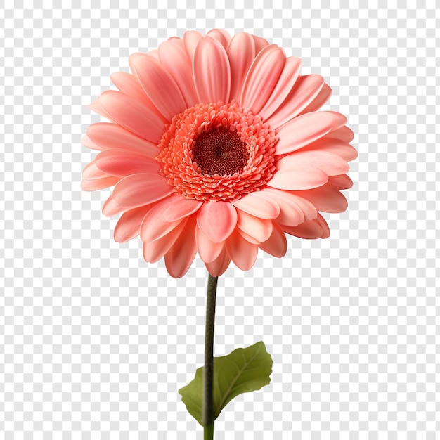 Kostenlose PSD gerbera-gänseblümchen-blume png isoliert auf transparentem hintergrund