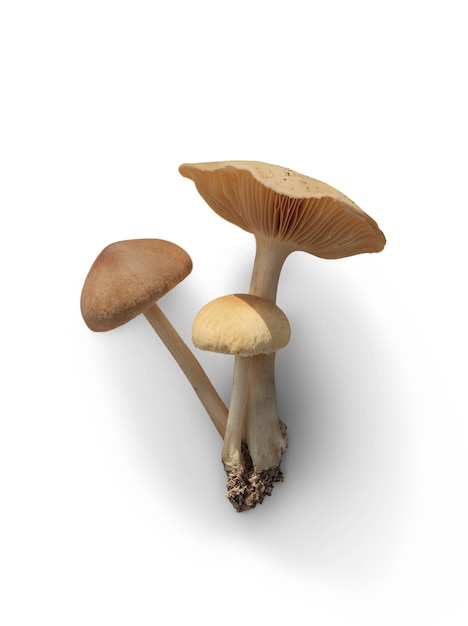 Getrennter Pilz
