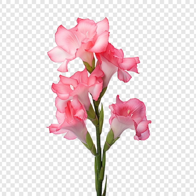 Kostenlose PSD gladiolenblume png isoliert auf transparentem hintergrund