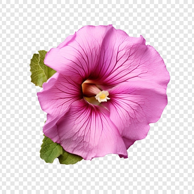 Kostenlose PSD gloxinia-blume isoliert auf transparentem hintergrund