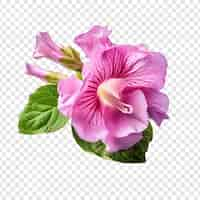 Kostenlose PSD gloxinia-blume isoliert auf transparentem hintergrund