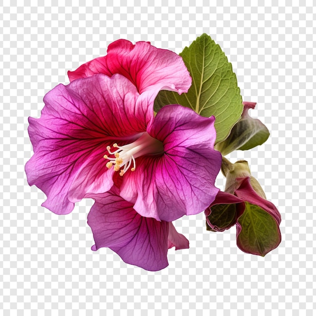 Kostenlose PSD gloxinia-blume png isoliert auf transparentem hintergrund