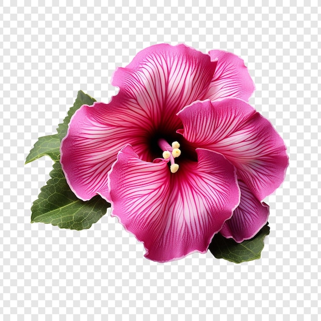 Gloxinia-blume png isoliert auf transparentem hintergrund