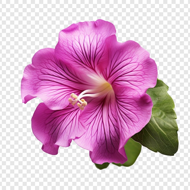 Kostenlose PSD gloxinia-blumen auf durchsichtigem hintergrund