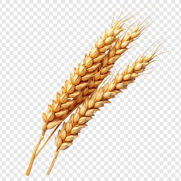 Goldene Weizenstängel Ein Symbol für Ernte und Fülle