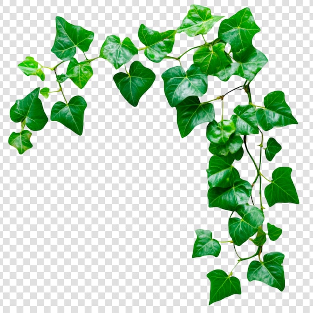 Grüne Efeu-Rebenblätter Natur Hintergrund botanische Illustration