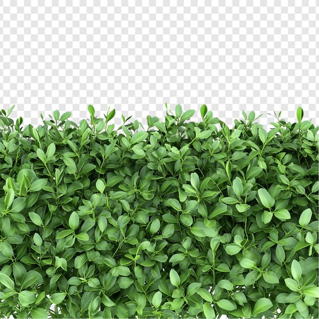 Grüne Hecke Lebendiges Laub Natürliches Grün Hintergrund