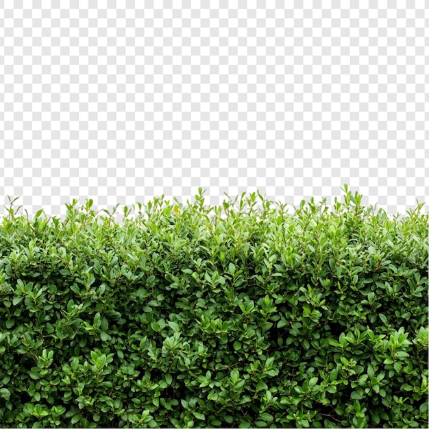 Grüne Hecken Naturen lebendige Grenze