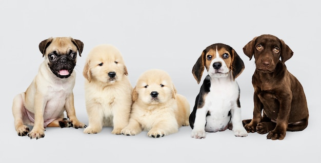 Gruppenportrait von fünf entzückenden Welpen