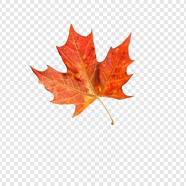 Herbstes Ahornblatt Ein einziges lebendiges Blatt vor einem durchsichtigen Hintergrund