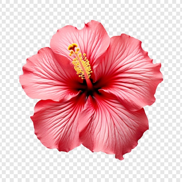 Kostenlose PSD hibiskusblüte auf durchsichtigem hintergrund