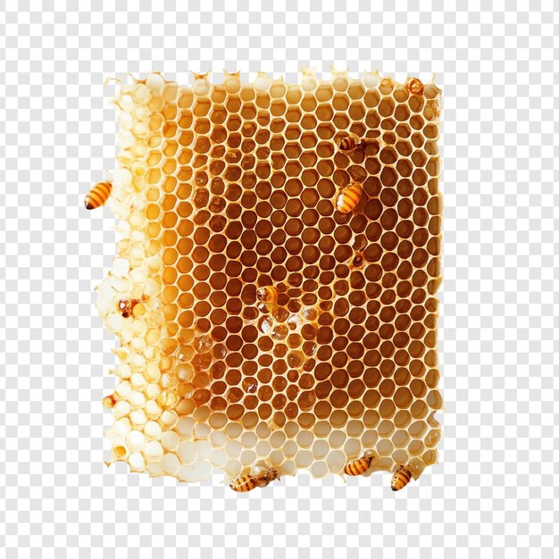 Honigstock mit Honig und Bienen Detaillierte Nahaufnahme