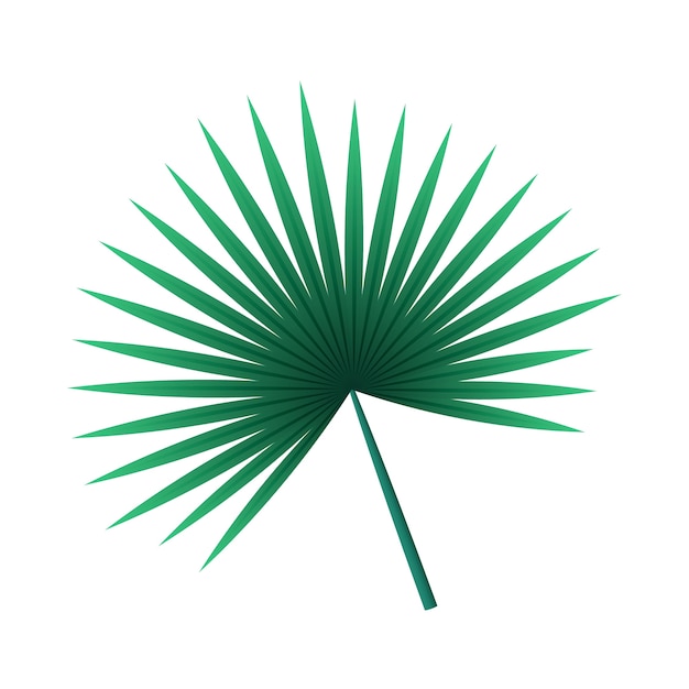 Isolierte Blätter von tropischen Palmen