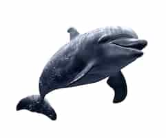 Kostenlose PSD isolierte figur von delfin