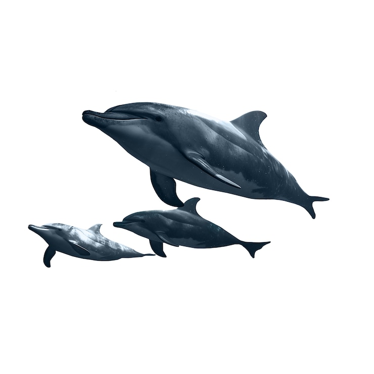 Kostenlose PSD isolierte figur von delfin