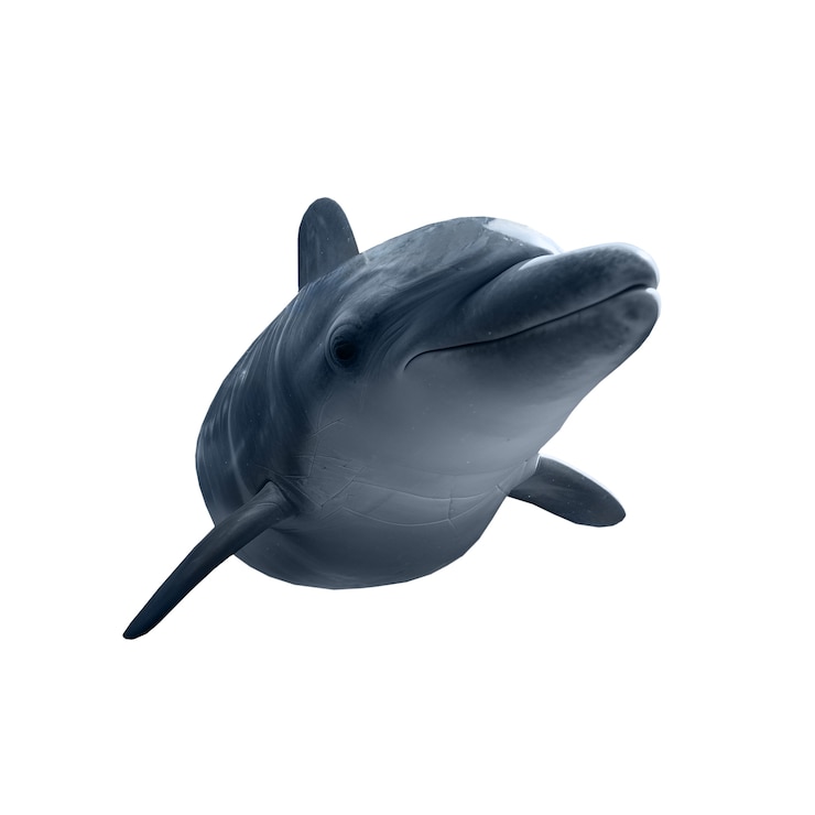 Kostenlose PSD isolierte figur von delfin