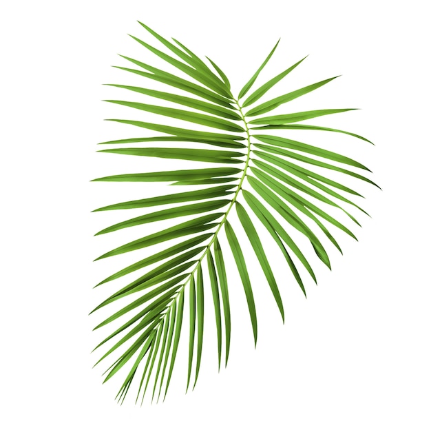 Isoliertes Palmblatt