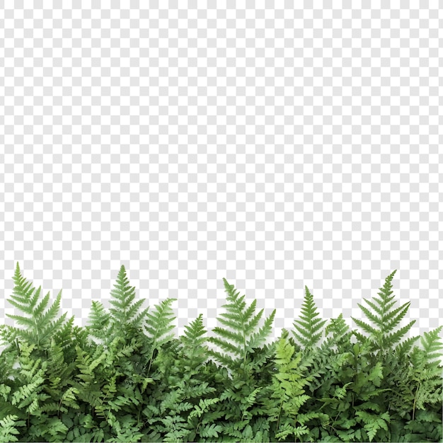Laubige grüne Farne Grenze Natur lebendiges Grün perfekt für Designs und Hintergründe