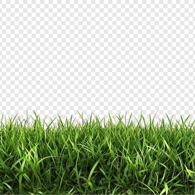 Laubiges grünes Gras Grenznatur, grüne Schönheit