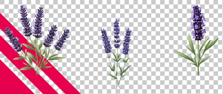 Kostenlose PSD lavendelblumen-sammlung mit grünen blättern
