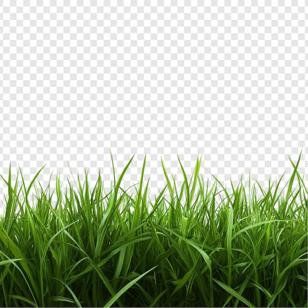 Lebendiges grünes Gras Grenze üppige Wiese Natur Serenität