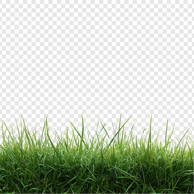 Lebendiges grünes Gras Grenze üppige Wiese Textur Natur Hintergrundbild