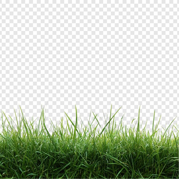 Lebendiges grünes Gras Grenze üppige Wiese Textur Natur Hintergrundbild