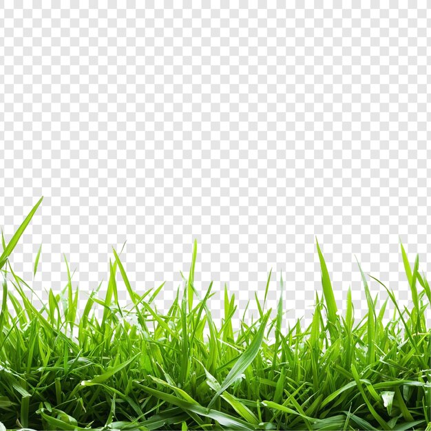 Lebendiges grünes Gras grenzt an eine üppige Natur Nahaufnahme