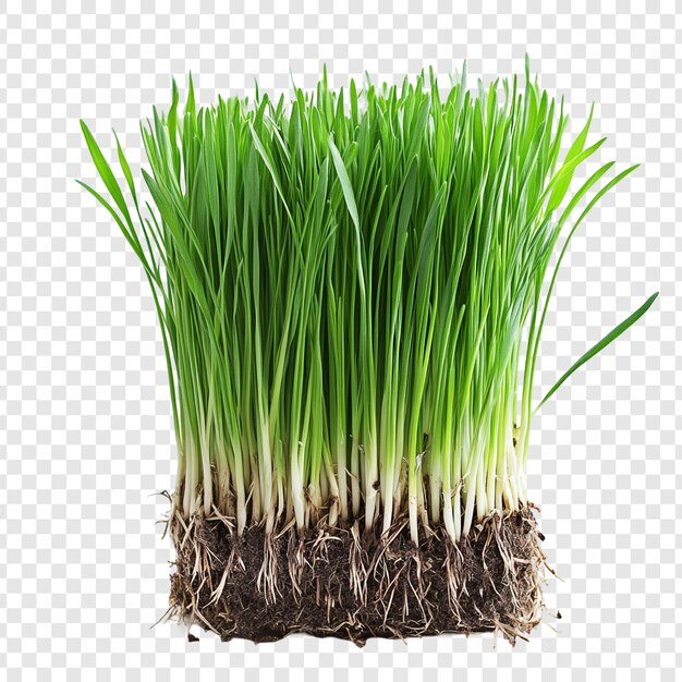 Lebendiges grünes Gras mit Wurzeln