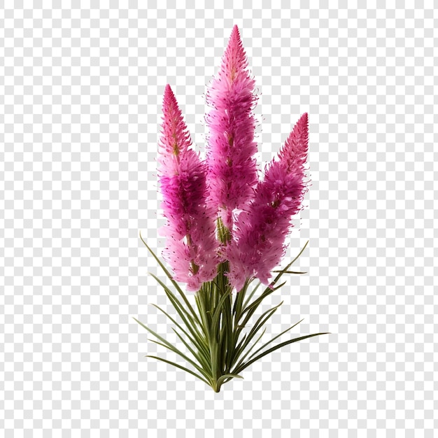 Kostenlose PSD liatris-blüte png isoliert auf transparentem hintergrund