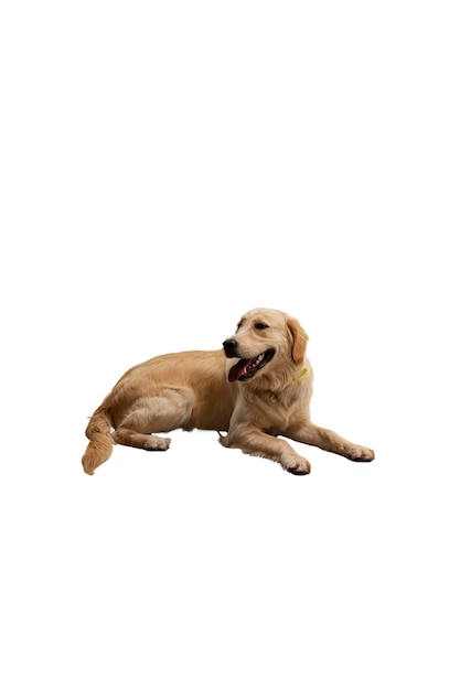 Lieblicher Hund isoliert