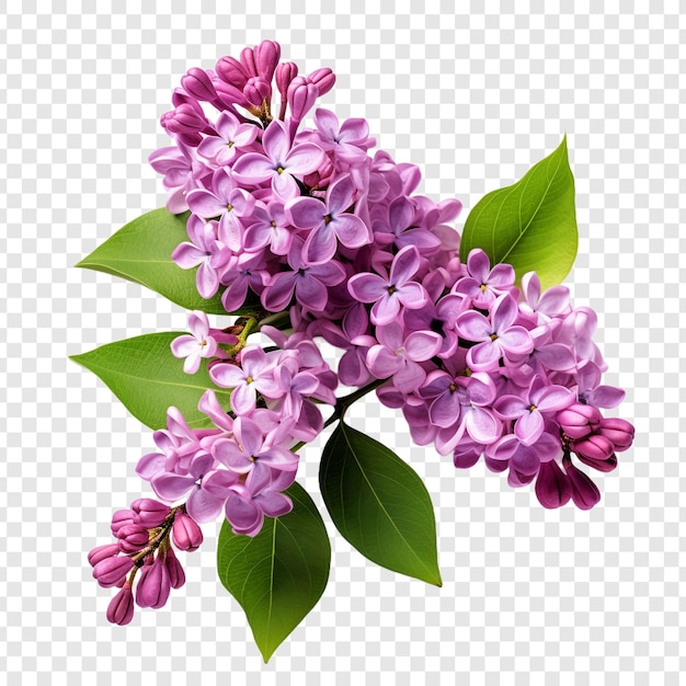 Kostenlose PSD lilac-blüte png isoliert auf transparentem hintergrund