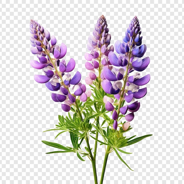 Kostenlose PSD lupinblume png isoliert auf durchsichtigem hintergrund