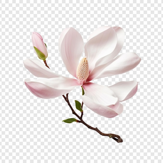 Magnolienblume auf durchsichtigem hintergrund