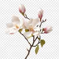 Kostenlose PSD magnolienblume isoliert auf transparentem hintergrund