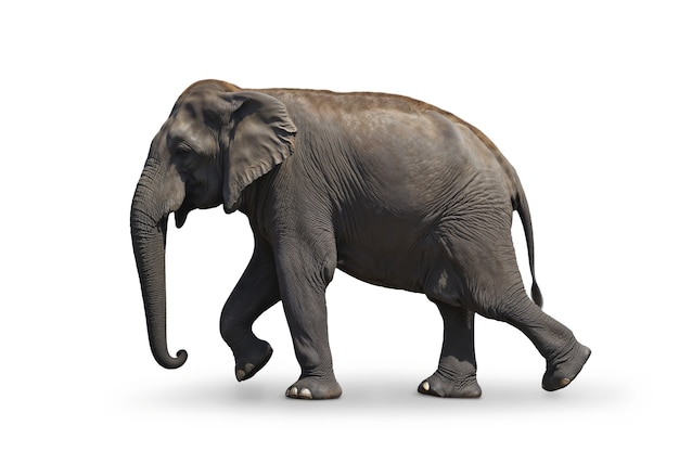 Majestic Elephant isoliert